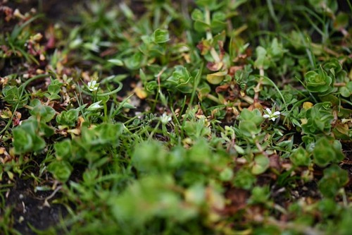 Upright Chickweed (Moenchia erecta)