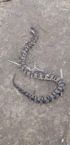 Taiwan mountain pitviper