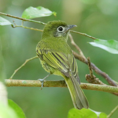 Rhynchocyclus brevirostris