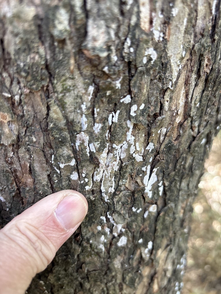 Dendrothele jacobi · December 2025 · photo: © sambiology (iNaturalist, cc-by)