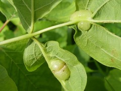 Contarinia negundinis