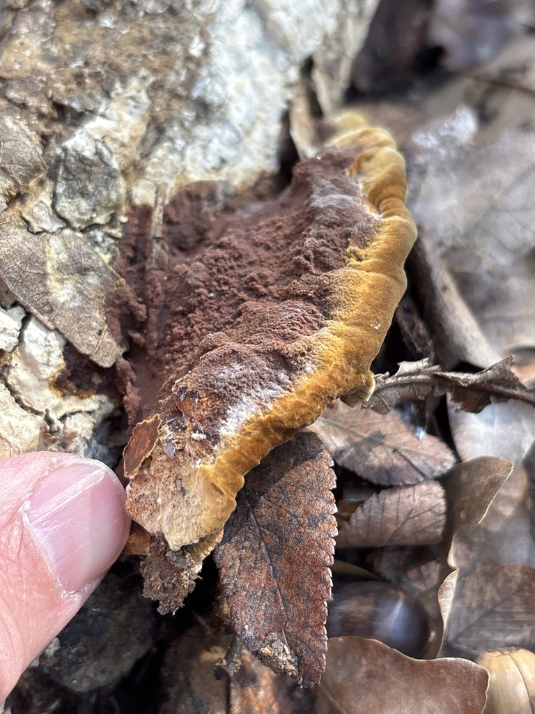 Fuscoporia gilva · December 2025 · photo: © sambiology (iNaturalist, cc-by)