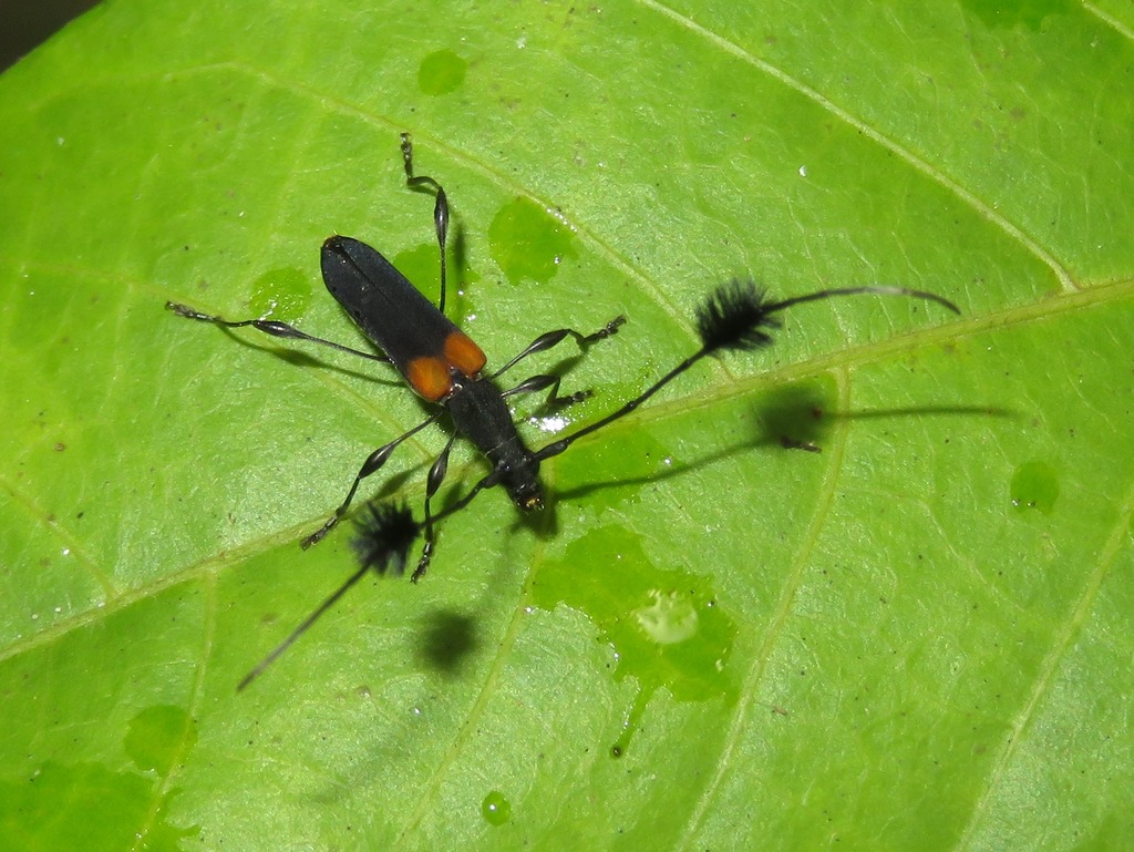 Cosmisoma acuminatum