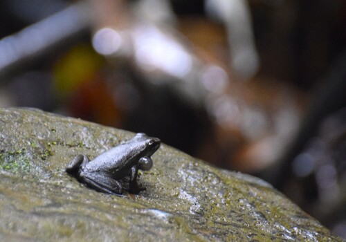 Belo Horizonte Tree Toad, Hylodes uai
