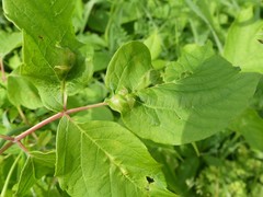 Contarinia negundinis