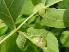 Contarinia negundinis