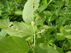 Contarinia negundinis