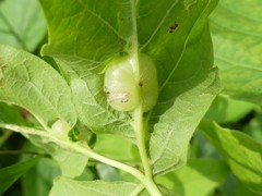 Contarinia negundinis