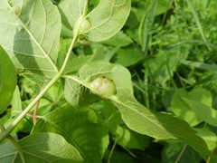Contarinia negundinis