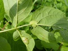 Contarinia negundinis