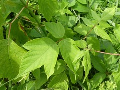 Contarinia negundinis