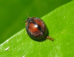 Mada synemia