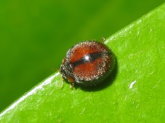 Mada synemia