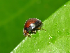 Mada synemia