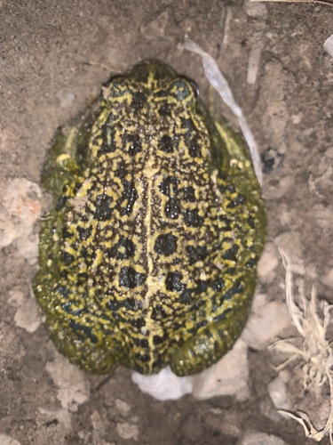 Beytell's Bullfrog