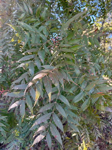 Chinese pistache (Pistacia chinensis)