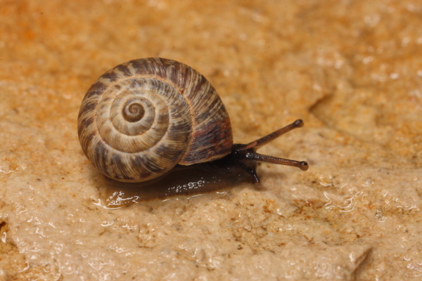 maritime gardensnail