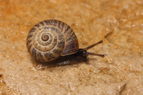 Maritime Garden Snail