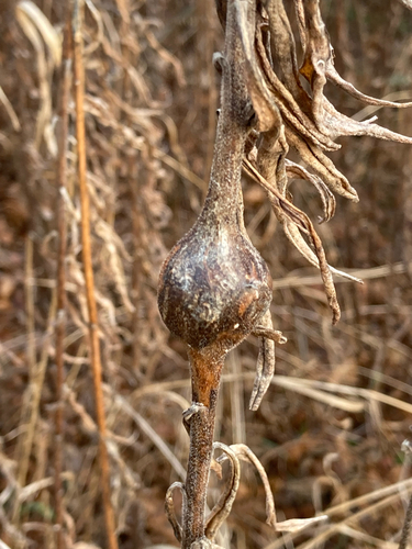 Unknown species found near Longview Rd, Far Hills, NJ, US