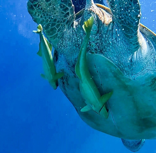 Sharksucker — seen at this dive site