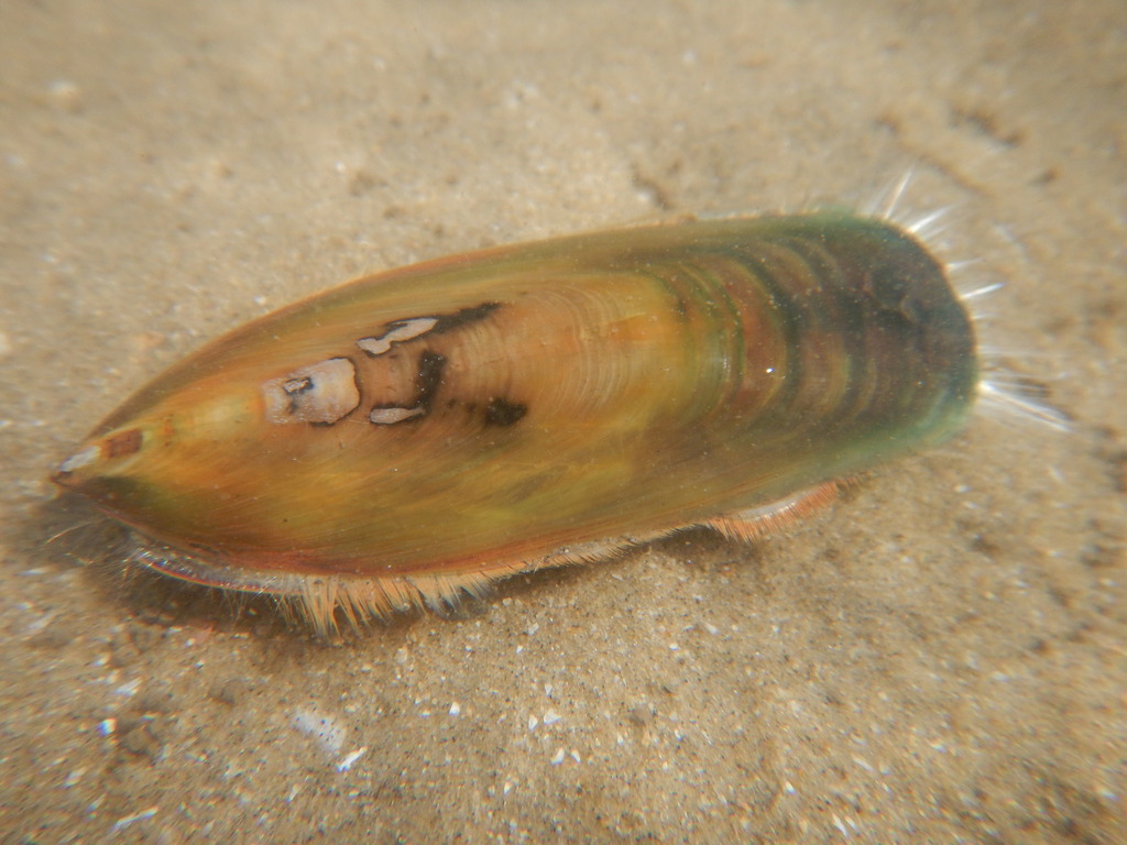 Lingulids, Discinids, and Allies