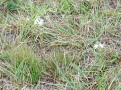 Albuca longifolia