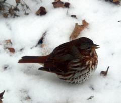 Fox Sparrow photo 6