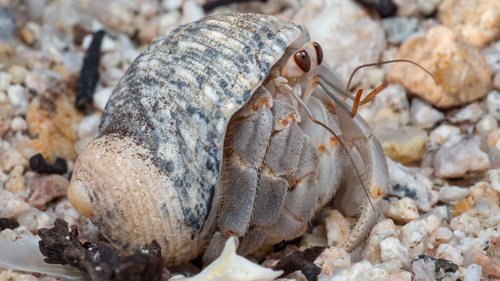 Ecuadorian Hermit Crab, La Paz, Baja California Sur, Mexico, photo 6 of 10