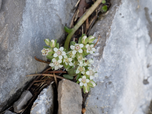 Sedum wrightii, photograph 3