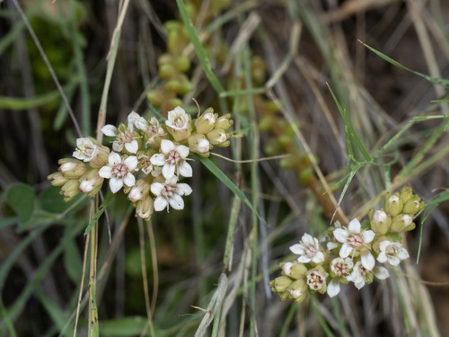 Sedum wrightii, photograph 4