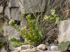 Sedum wrightii, photograph (c) Turner Brockman, some rights reserved (CC BY-SA)