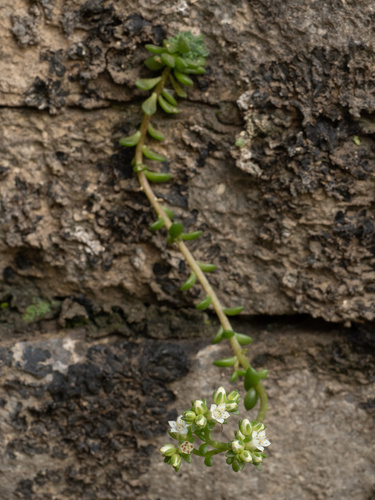 Sedum wrightii, photograph 6