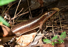 Zonosaurus madagascariensis