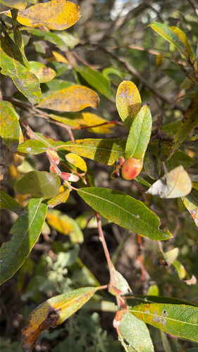 iNaturalist observation photo of Willow Apple Gall Sawfly