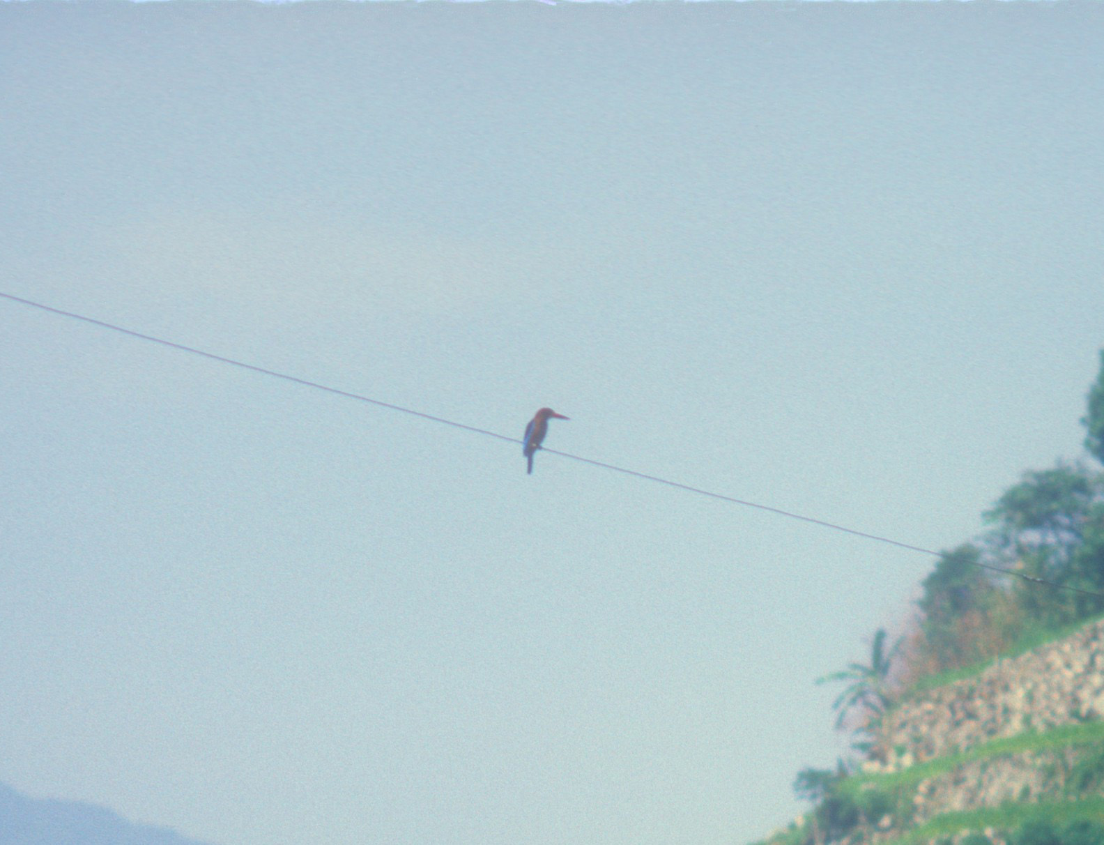 Brown-breasted Kingfisher