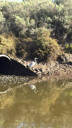 iNaturalist observation photo of Great Blue Heron