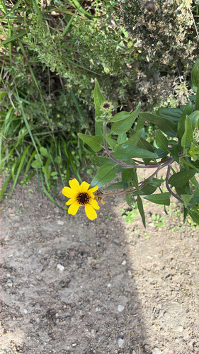 iNaturalist observation photo of California brittlebush