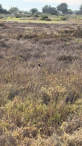 iNaturalist observation photo of Black Phoebe