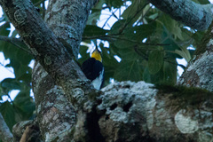 Melanerpes flavifrons