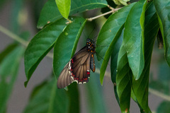 Battus polydamas