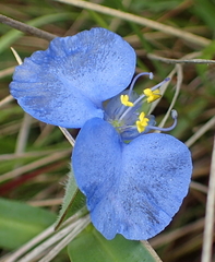 Commelina eckloniana