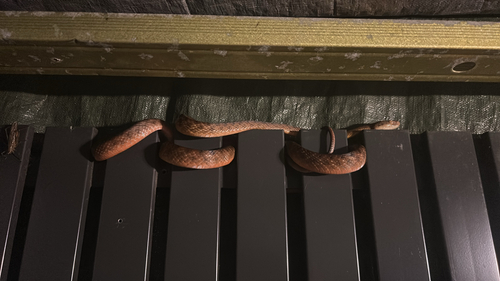 Brown Tree Snake sighting