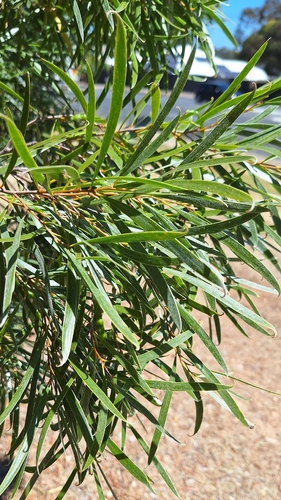coast wirilda (Acacia uncifolia)