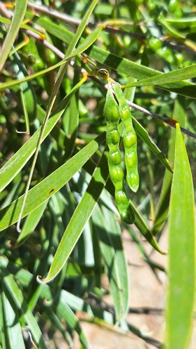 Acacia uncifolia, photograph 2