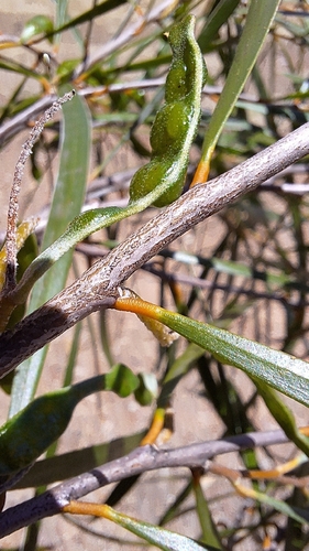 Acacia uncifolia, photograph 3