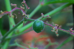 Cyphostemma lanigerum