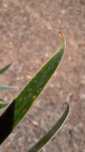 Acacia uncifolia, photograph 4