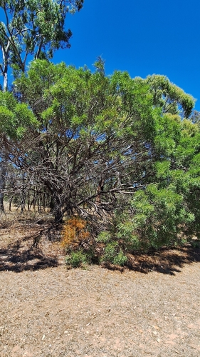 Acacia uncifolia, photograph 5