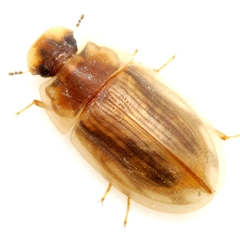 Helobata larvalis