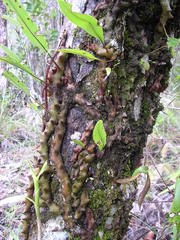 Lecanopteris sinuosa